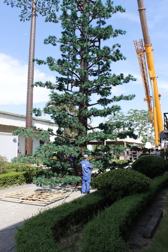 cột anten cây thông